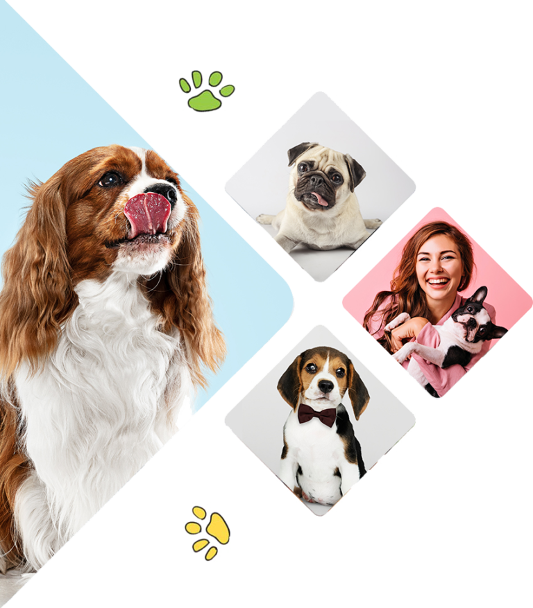 Best organic Dog Food Company in New Zealand Premium Dog Food